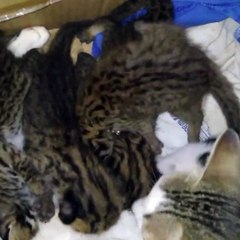 How long do kittens suckle on their mother?