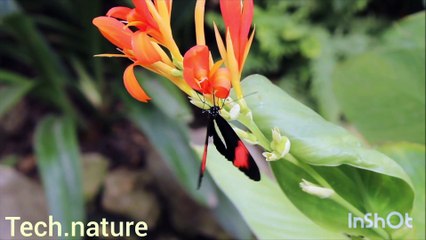 Stunning 4K Nature Video 🌿