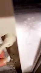 Ollie the Aussie Likes Being Outside During Blizzard