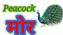 Birds Name in hindi and English/ with pictures पक्षियों के नाम