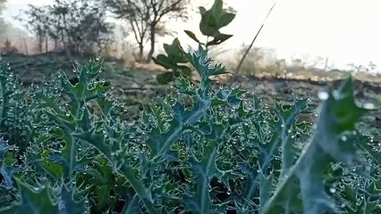 जमाव बिन्दू के पास पारा, ओस से भीगा शेखावाटी, ठिठुरन बढ़ी