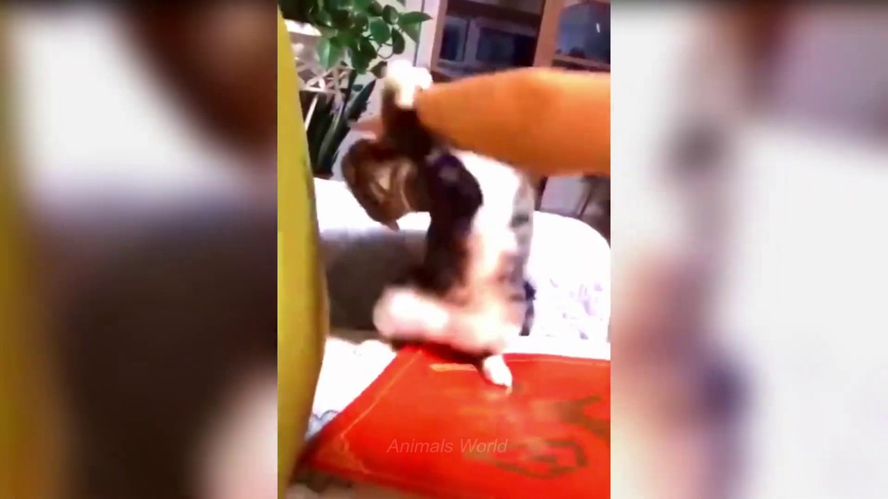 Wow So Cute Funniest Cats and Dogs Part 1 video Dailymotion