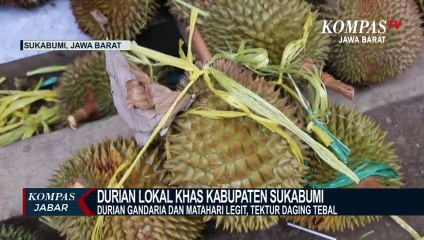 Petani Durian Cikakak Dalam Sekali Panen Miliki Omzet Rp75 Juta