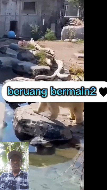Beruang bermain