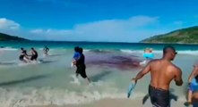Banhistas confundem encalhe de baleias com ataque de tubarão e ficam em pânico