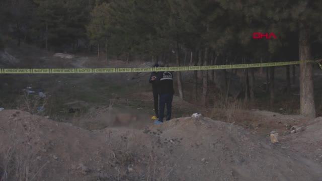 Ankara'da tüfekle vurulmuş 4 köpek ölüsü bulundu