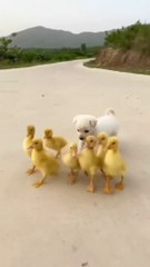 little hens and dog