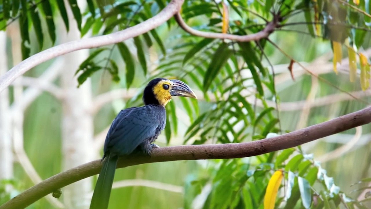 Sulawesi Kangkareng