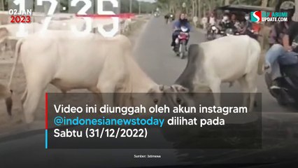 Dua Ekor Sapi Berantem, Pemotor Kena Imbasnya