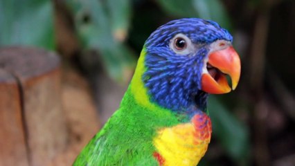 Cute and adorable Animals #nature #naturesounds #naturephotography
