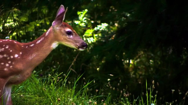 Wild Animals adorable #nature #pets #wildanimals #wildlife