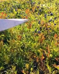Satisfying Videos of Workers Doing Their Job Perfect
