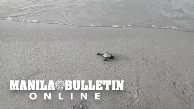 More than 20 new hatch Olive Ridley turtles crawl their way to the sea waters in Subic