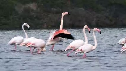 Flamants roses dans la brume (4K) - Pink flamingos