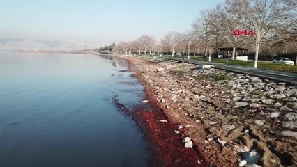İZMİT KÖRFEZİ SAHİL ŞERİDİ, KIRMIZI YOSUNLA KAPLANDI