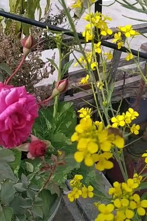 phool ka vedio