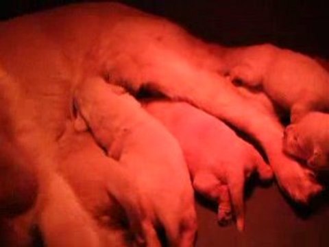 Biscotte chiots 15 mars 2008 (25)