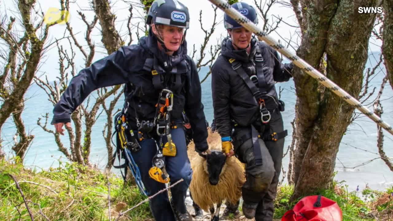 These Animals Got Help After Getting Into Trouble