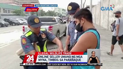 Lalaking ilegal na nagbebenta umano ng indian ringneck parrot, arestado; 2 kasabwat niya, nakatakas | 24 Oras