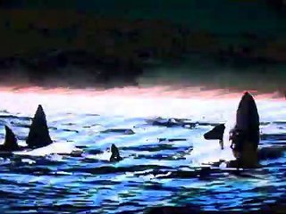 Namu, L'orque Sauvage Bande-annonce (EN)