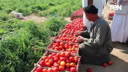 "تجفيف الطمام".. سلاح شباب إسنا لمواجهة البطالة ومناشر تجفيف الطماطم تتحول لمزار سياحي