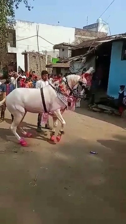 Horse dance