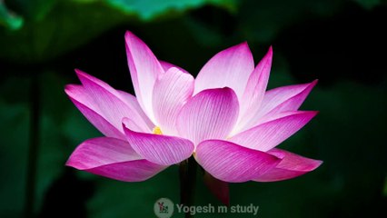 दुनिया के 10 सबसे सुंदर फूल ||फूलों की 10 मजेदार बातें।। #yogeshmstudy #shorts