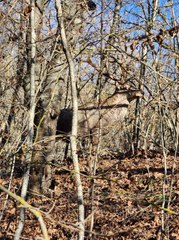 Yaralı geyik tedavi altına alındı