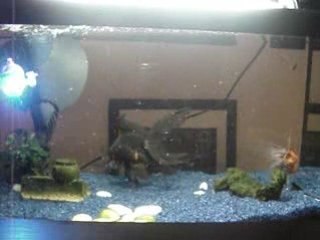 sous marin radio guidé