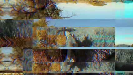 10 Unusual Pets You’ll See For the First Time in Your Life...