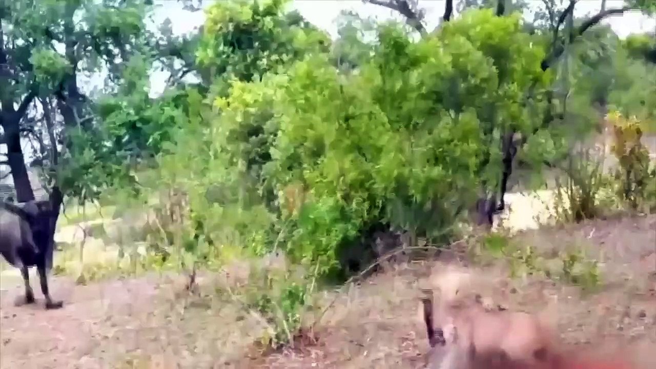 Why Do Cheetah Attack Wildbeest Just Giving Birth