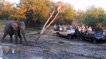 Many Cheetahs Impotent Look Wildebeest fiercely stabbed Cheetah's back - Harsh Life of Wild Animals