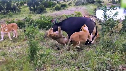 Male Lion Underestimate The Power Of Buffalo - Brutal Clash Between Buffalo And Lion - Lion Attack