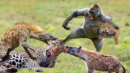 Incredible When Baboons Chased The Leopard From Its Area - Wild Life
