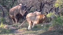 Amazing Mother Rhino Attacks The Lions To Protect Her Child - Extreme Terrible Power From The Horn