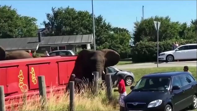 Incredible Human Encounters With Wild Animals - Elephants, Rhinos, Lions Attack People In The Steppe