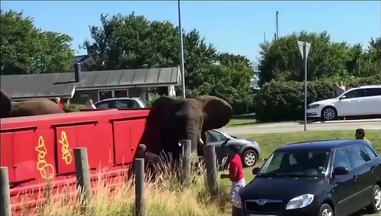 Incredible Human Encounters With Wild Animals - Elephants, Rhinos, Lions Attack People In The Steppe