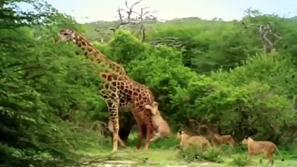 The Power Of Long Legs - The Giraffe Kicks The King Of The Jungle Away Made Lion Run Away