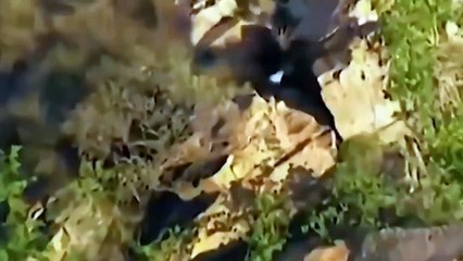 Eagles - Aerial Predators - Amazing Fierce Confrontation Between Fox And Lord Of Sky