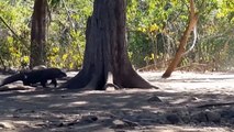 Komodo Dragon - Real Life Dragon With A Venom Filled Bite - The Battle Between Komodo And Crocodile