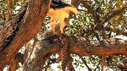 Mother Leopard Tries To Save His Cubs From Eagle Hunting But Fail