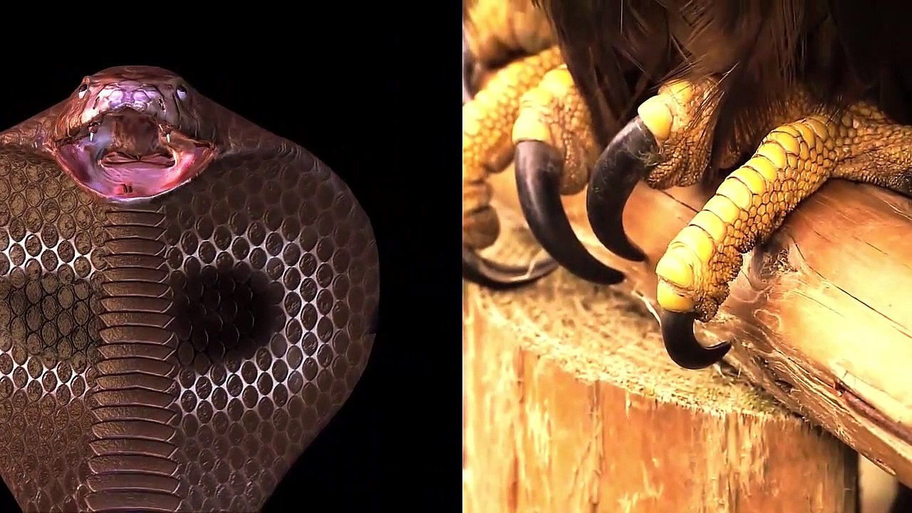 King Eagle Attacks Snake