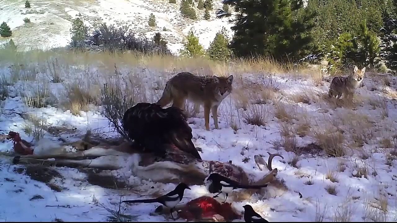 Smart Eagle Hunts Wolf In The Snow