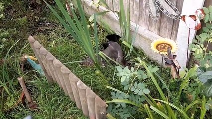 How Do Sparrowhawk Destroy Crow