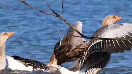 Can Greylag Goose Escape From Eagle Attack