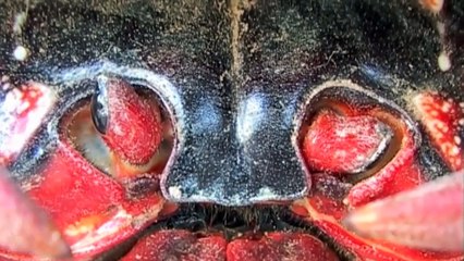 Red Crab Fights Octopus To Protect Baby New Born