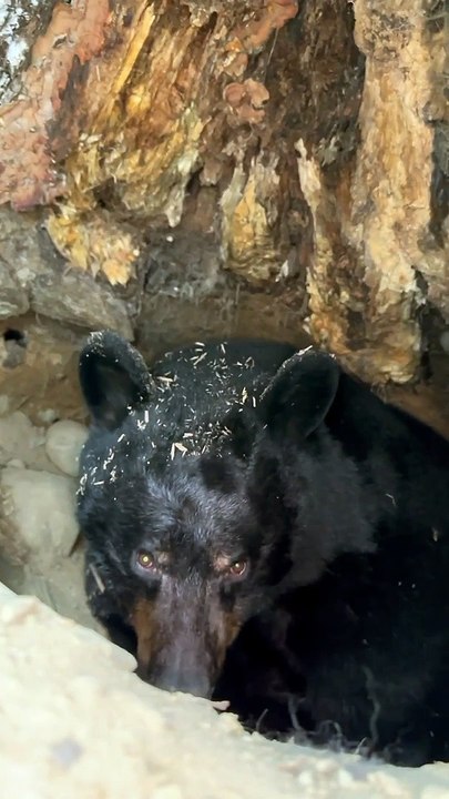 Don't Poke The Bear