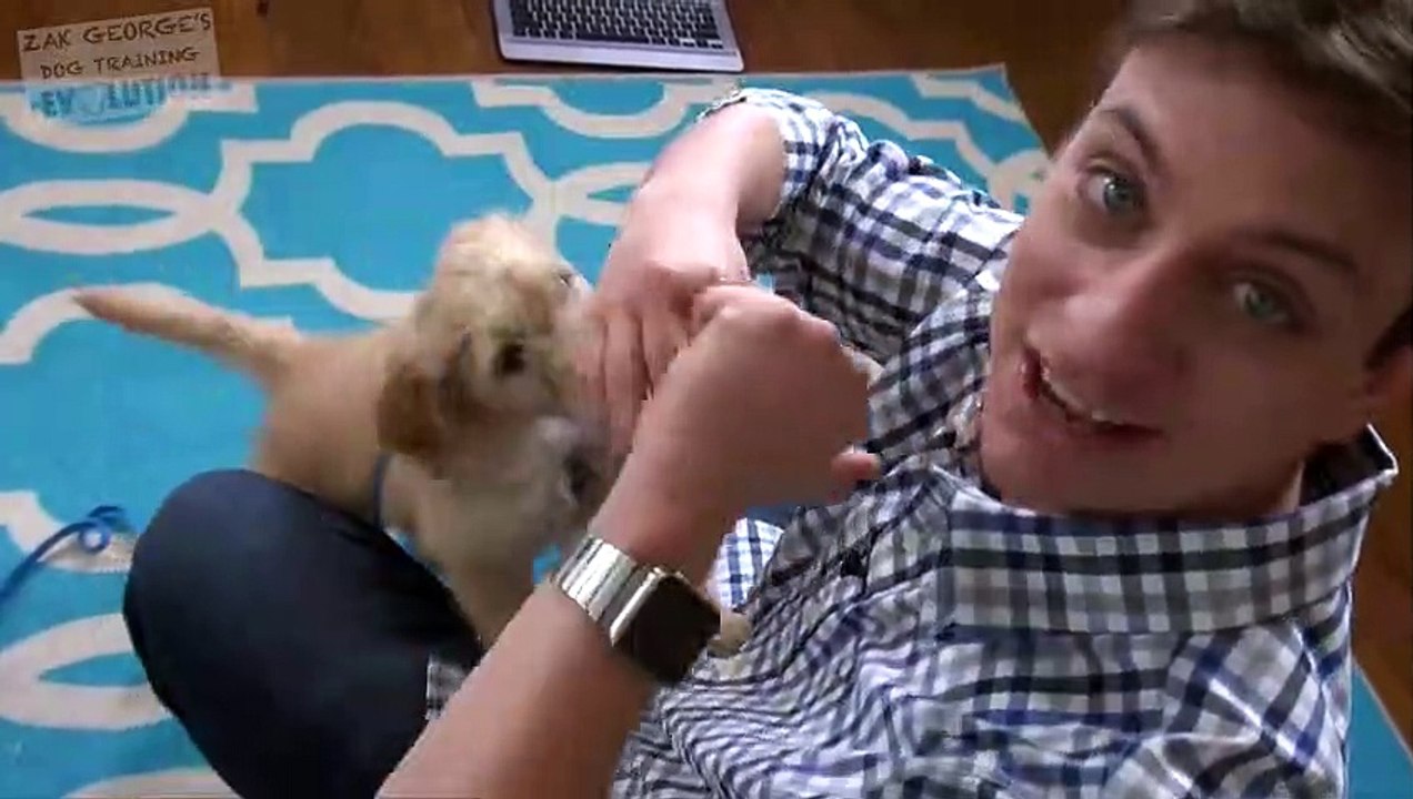 3 Easy Things to Teach your NEW PUPPY!