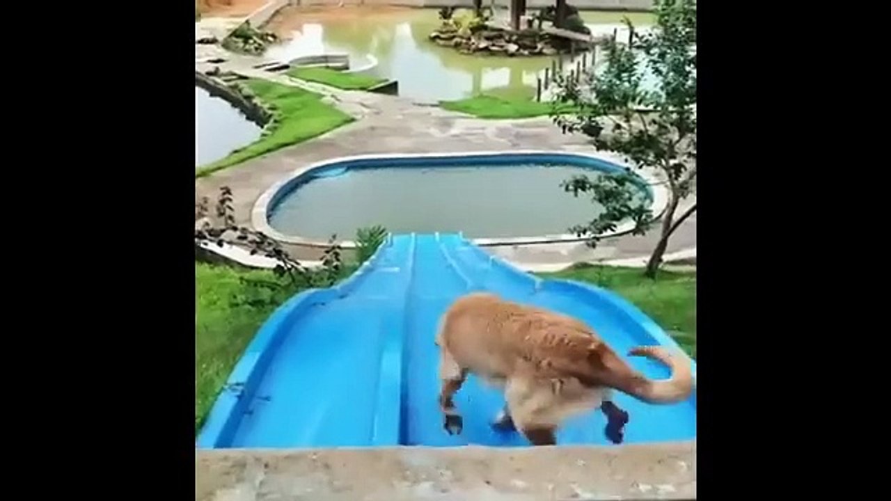 Puppies and Babies Playing Together Compilation