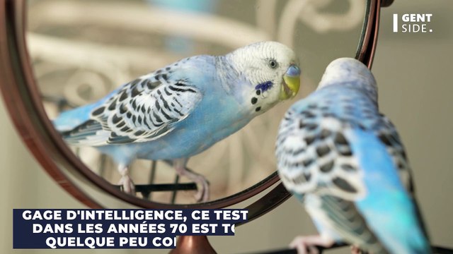 Les pingouins plus intelligents que les chiens ? Les explications de cette surprenante étude en psychologie